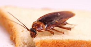 К чему снится много тараканов Видеть во сне тараканы для женщины